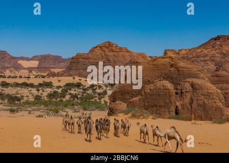 Natürliche Felsformationen und Wanderkamele, Tschad, Afrika Stockfoto