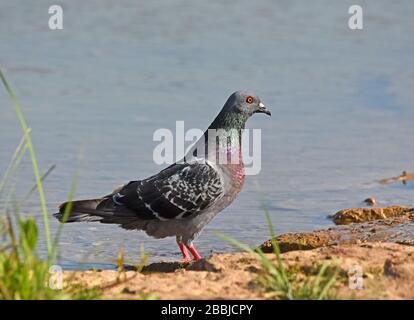 Taube stehen am Wasser Stockfoto