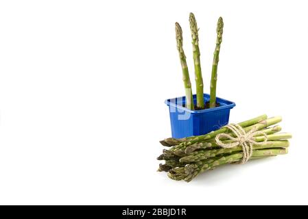 Spargel aus biologischem Anbau isoliert auf weißem Grund. Grüner Spargel im Gartengrund, isoliert. Stockfoto