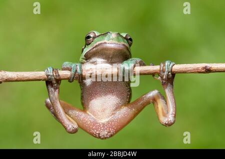Europäischer Baumfrosch, der an einem dünnen Ast hängt Stockfoto