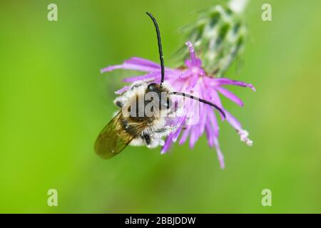 Wildbiene bestäubt Dornblume Stockfoto