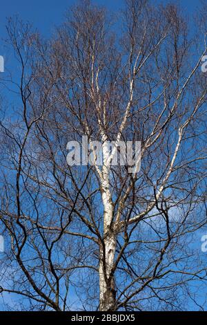 Gehen Sie zu den Jugger Howe North York Moors Stockfoto