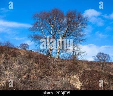 Gehen Sie zu den Jugger Howe North York Moors Stockfoto