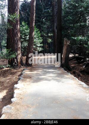 Gepflasterter Waldweg im Yosemite-Nationalpark, Sierra Nevada im Norden Kaliforniens, Vereinigte Staaten Stockfoto