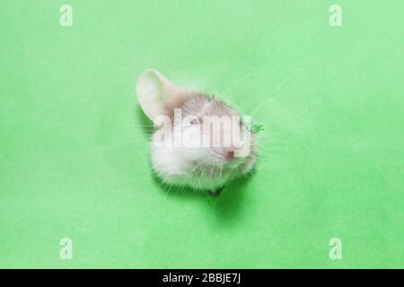 Süße, flauschige Chubby Maus, die durch ein geripptes Loch in einem grünen Papier schält Stockfoto