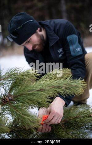 Der Mann legt einen Baumschild auf einen frisch geschnittenen Weihnachtsbaum. Stockfoto