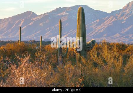 Saguaro Kakteen (Carnegiea gigantea), und die umliegenden kleinen Blätter Palo Verde Pflanzen im saguaro Wald, Saguaro Nationalpark, Arizona, USA, bei Sonnenuntergang. Stockfoto
