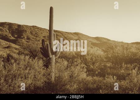 Saguaro-Kakteen (Carnegiea gigantea) und die umliegenden kleinen Blätter Palo Verde Pflanzen im Saguaro-Wald, Saguaro-Nationalpark, Arizona, USA. Stockfoto