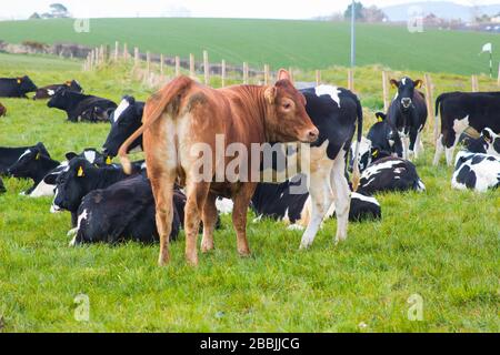 Friesisches Rind mit einem Stier und Kälbern, die in der Ecke eines Feldes in der Nähe des Groomsport-Dorfes in Nord-Down-Nordirland weiden Stockfoto