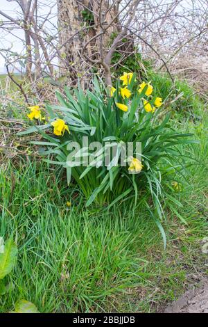 Ein Haufen selbstgesäter gelber Daffodils an einem Straßenrand im County Down Northern Ireland Stockfoto
