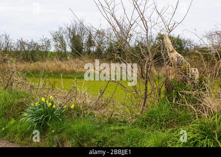 Ein Haufen selbstgesäter gelber Daffodils an einem Straßenrand im County Down Northern Ireland Stockfoto