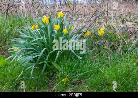 Ein Haufen selbstgesäter gelber Daffodils an einem Straßenrand im County Down Northern Ireland Stockfoto