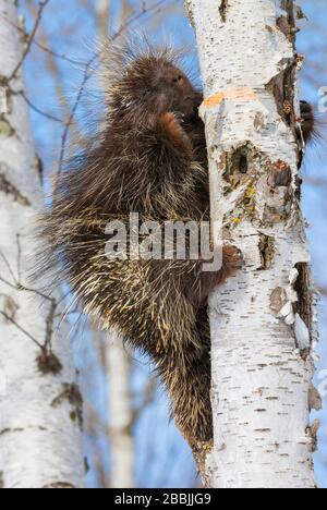 Porcupine (Erethizon dorsatum in Paper Birch (Betula papyrifera) Tree, Early Spring, N America, von Dominique Braud/Dembinsky Photo Assoc Stockfoto