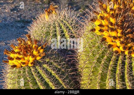 Gefährdete Pflanzenarten Fischhook Barrel Cactus Ferocactus wislizeni, mit Obst, im Winter Saguaro National Park, Arizona, Vereinigte Staaten. Stockfoto