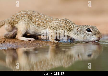 Mexican Ground Squirrel (Spermophilus mexicanus), Texas, USA, von Dominique Braud/Dembinsky Photo Assoc Stockfoto
