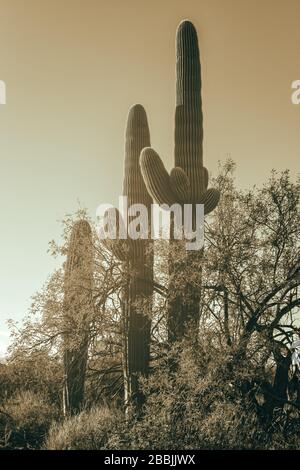 Saguaro-Kakteen (Carnegiea gigantea), die im saguaro-Wald, im Saguaro-Nationalpark, Arizona, USA, von kleinen Blättern umgeben sind. Stockfoto