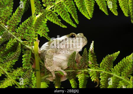 Grauer Baumfrosch (Hyla versicolor), der auf Farn Frond, E USA, von Dominique Braud/Dembinsky Photo Assoc ruht Stockfoto