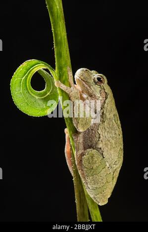 Grauer Baumfrosch (Hyla versicolor) am Kegel- und Blumenstiel (Echinacea purpurea) Mittlerer Westen und östlicher USA, von Dominique Braud/Dembinsky Photo Assoc Stockfoto