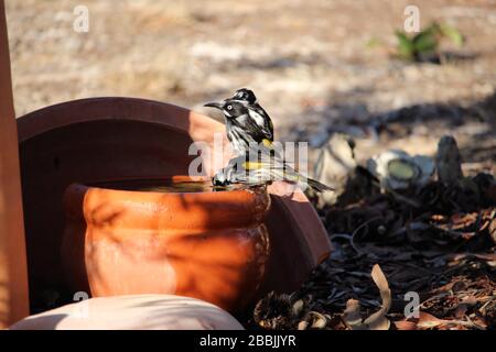 New Holland Honeyeaters (Phylidonyris novaehollandiae) an birdbath, South Australia Stockfoto