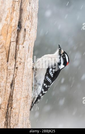 Downy Woodpecker (Dryobates pubescens), männlich, auf tote Bäume auf der Suche nach Nahrung; Winter; E Nordamerika; von Dominique Braud/Dembinsky Photo Assoc Stockfoto