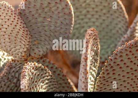 Nahaufnahme an den Kaschenbäcken (Opuntia basilaris), Joshua Tree National Park, Kalifornien, USA. Stockfoto