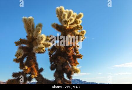 Teddybär cholla (Cylindropuntia bigelovii), Joshua Tree National Park, Kalifornien, USA, im frühen Winter. Stockfoto