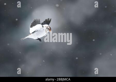 Schneebündungen, Berg Cairngorm Stockfoto