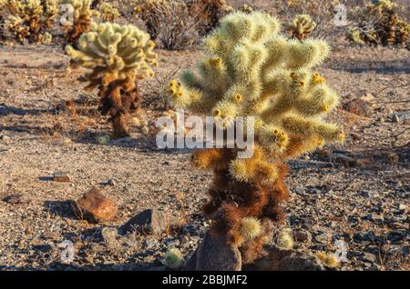 Teddybär cholla (Cylindropuntia bigelovii), Joshua Tree National Park, Kalifornien, USA, im frühen Winter. Stockfoto