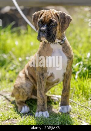 Neunwöchiger männlicher amerikanischer Bulldoggpuppenflindel Stockfoto