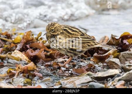 Südgeorgien Pipit sucht nach Nahrung entlang der Küste Stockfoto