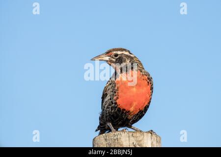 Lange verhüllte Wiese Lark auf dem Pfosten Stockfoto