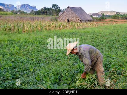 Bauer, der in Field, Vinales, Provinz Pinar del Rio, Kuba arbeitet Stockfoto