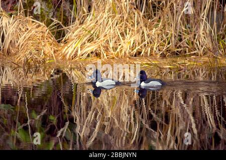 Zwei männliche Enten mit Ringhalsen ( Aythya collaris) schwimmen in einem Fluss mit getrocknetem Gras, das sich im Wasser widerspiegelt. Stockfoto