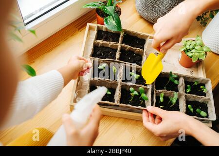 Zwei Leute, die Sämlinge auf Fensterbank im Garten arbeiten. Keine Köpfe, nur Hände. Stockfoto