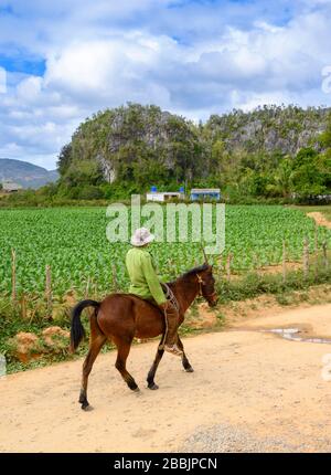 Mann zu Pferd und Zigarren-Tabakfeld, Vinales, Provinz Pinar del Rio, Kuba Stockfoto