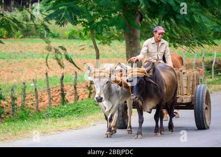Oxen Drawn Cart, Vinales, Pinar del Rio Provinz, Kuba Stockfoto