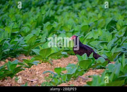 Putengeier, Cathartes Aura im Zigarren-Tabakfeld, Vinales, Provinz Pinar del Rio, Kuba Stockfoto