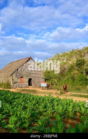 Zigarren-Tabakfeld mit Trockenschuppen, Vinales, Provinz Pinar del Rio, Kuba Stockfoto