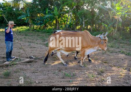Der Mann würzt das Tabakfeld mit Oxen, Vinales, Pinar del Rio Provinz, Kuba Stockfoto