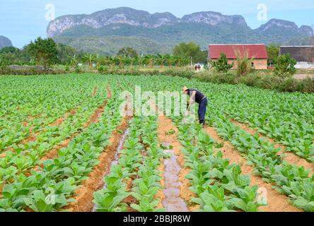 Bauer neigt Zigarren-Tabakfeld, Vinales, Provinz Pinar del Rio, Kuba Stockfoto
