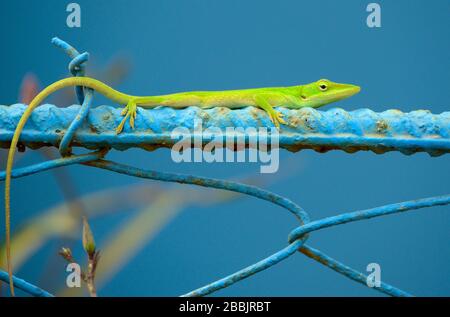 Anolis carolinensis, eine arboreale anole-echse, die im Südosten der Vereinigten Staaten (westlich bis Texas) beheimatet ist und anderswo eingeführt wird. Weitere verbreitete Namen sind die grüne anole, die amerikanische grüne anole, die amerikanische anole und die rotkehlige anole und die amerikanische Chamäleon, Vinales, die Provinz Pinar del Rio, Kuba Stockfoto