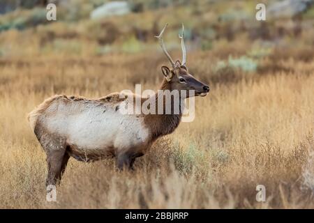 Junger Bulle Elk, Cervus elaphus, mit anderen Namen, darunter Cervus canadensis, Wapiti und nordamerikanischer Elk, im Chaco-Canyon, Chaco-Kultur-National Stockfoto