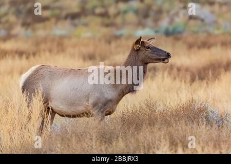 Cow Elk, Cervus elaphus, Fütterung in der Abenddämmerung im Chaco Canyon, Chaco Culture National Historical Park, New Mexico, USA Stockfoto