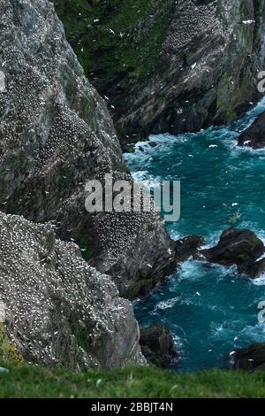 Northern Gannet, Hermaness, Shetland, Großbritannien Stockfoto