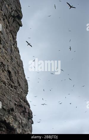 Northern Gannets, Noss NNR, Shetland, Großbritannien Stockfoto