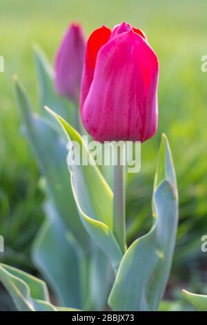 Schöne rosafarbene Blumentulpe auf grünem Grasgrund.eine Blume, Kopierraum, keine Menschen Stockfoto