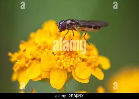 Aus nächster Nähe befindet sich ein Hoverfly, die Familie Syrphidae, auf einer Ansammlung von wolligen Sonnenblumen am Meer, Eriophyllum staechadifolium, Kalifornien, USA. Stockfoto