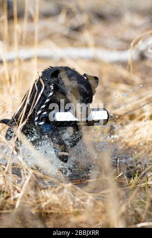 Ein Black Labrador Retriever Training an einem Frühlingstag Stockfoto