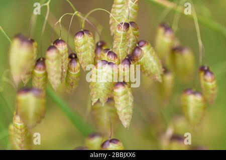 Nahaufnahme bei größeren quakenden Grassamen Briza maxima Stockfoto