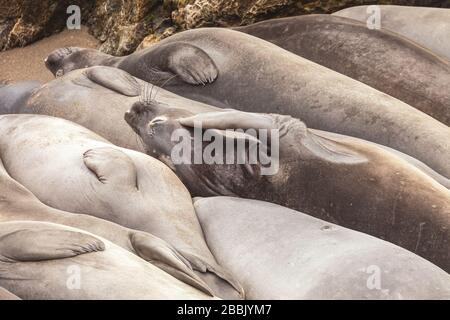 Schlafende Nordelefantenrobben Mirounga angustirostris, San Simeon, California, USA. Stockfoto